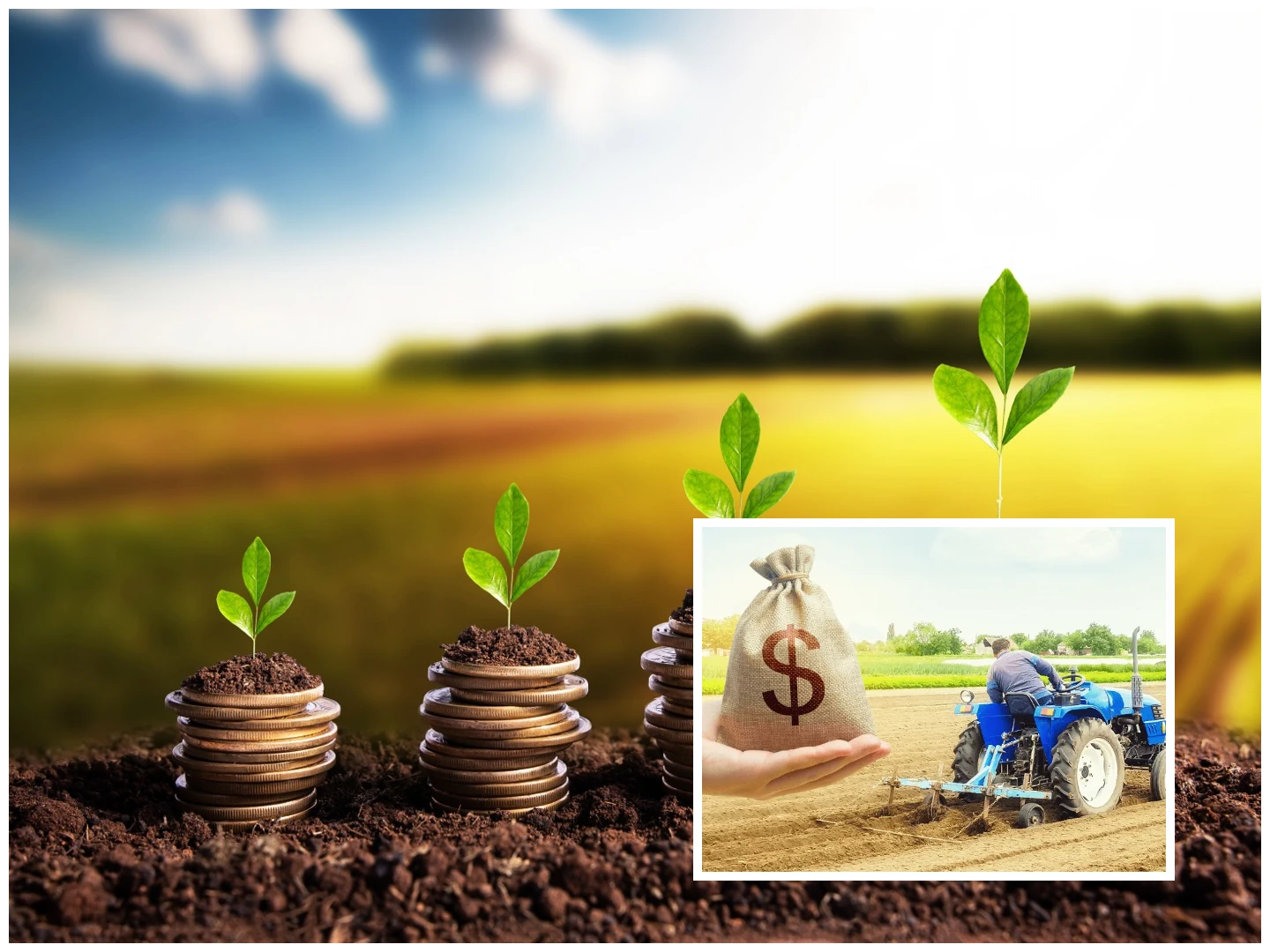 a man planting a seedling on coins