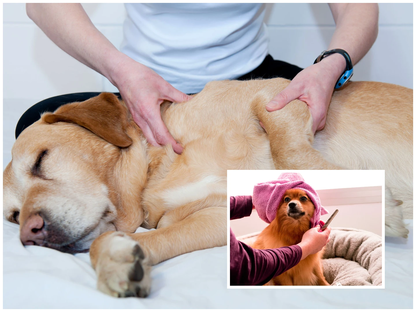 a dog lying down with a person combing it