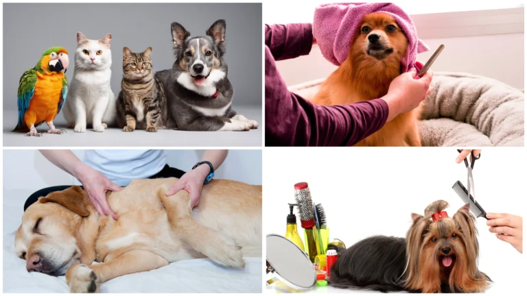 a collage of different animals